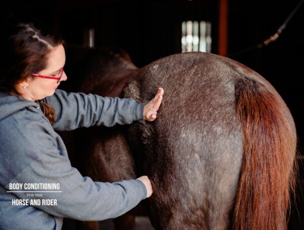 Equine massage Body Conditioning for the Horse and Rider