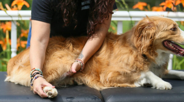 Woman massaging a dog