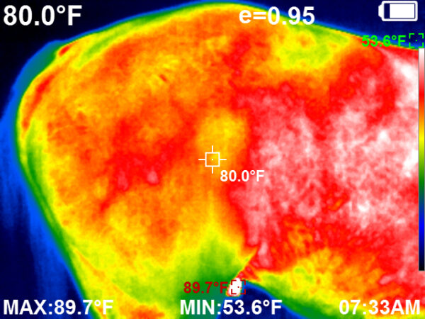 Thermal image of a horse prone to bucking. Note the lack of blood flow through the lumbar spine and through the sacrum and medial glutes..